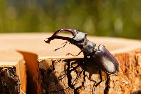 Stag beetle Stock Photos