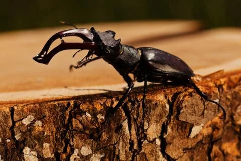 Stag beetle Stock Photos