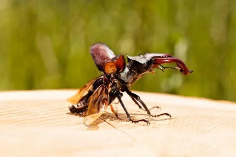Stag beetle Stock Photos