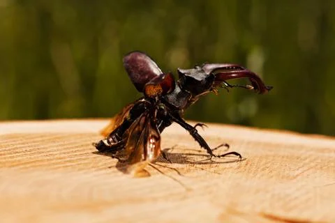Stag beetle Stock Photos