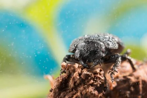Stag beetle Stock Photos