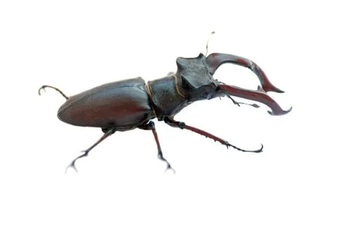 Stag-beetle Stock Photos