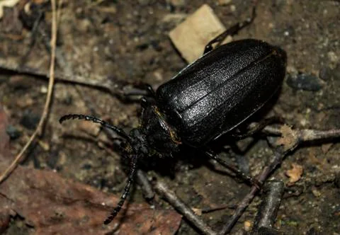Stag beetle Stock Photos