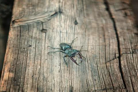 Stag beetle Stock Photos