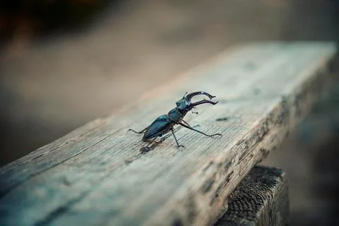 Stag beetle Stock Photos