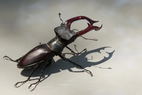 Stag beetle Stock Photos