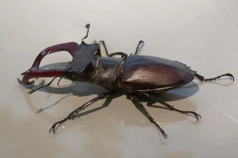 Stag beetle Stock Photos