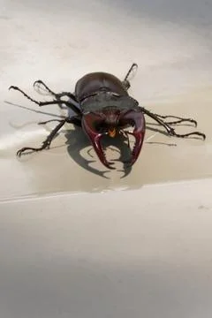 Stag beetle Stock Photos
