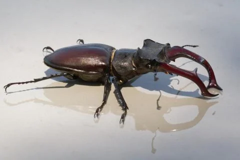 Stag beetle Stock Photos