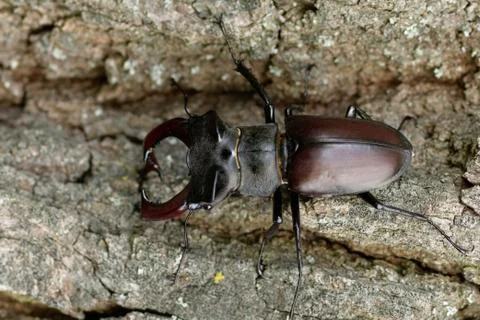 Stag beetle Stock Photos
