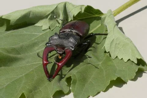 Stag beetle Stock Photos
