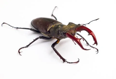 Stag beetle Stock Photos