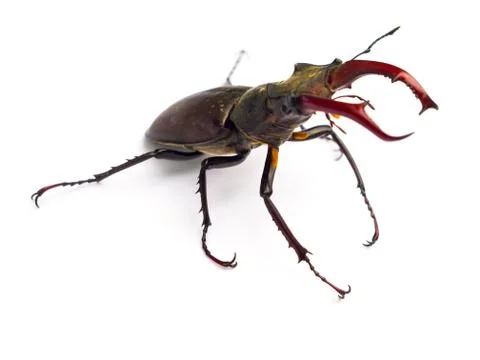 Stag beetle Stock Photos