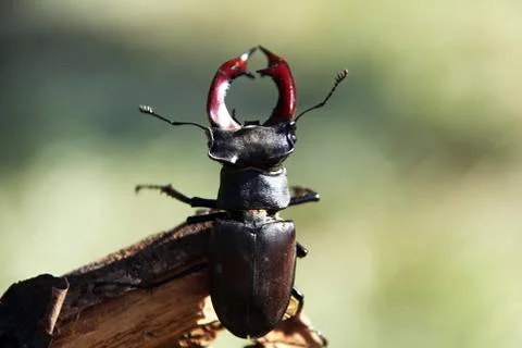 Stag beetle Stock Photos