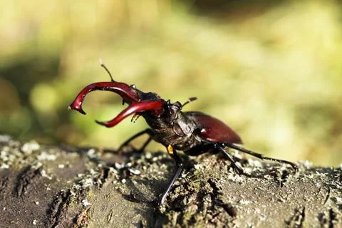 Stag beetle Stock Photos