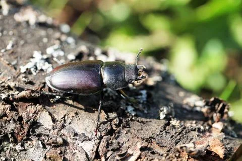 Stag beetle Stock Photos