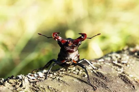 Stag beetle Stock Photos
