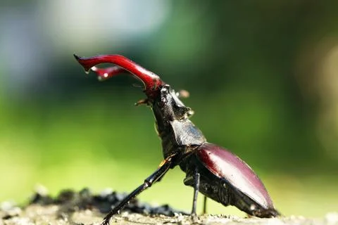Stag beetle Stock Photos