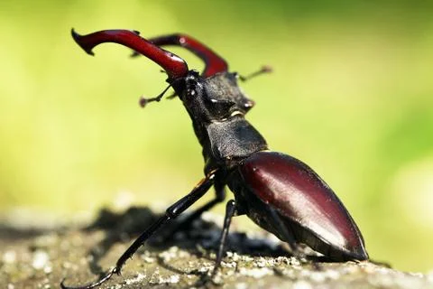 Stag beetle Stock Photos