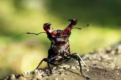 Stag beetle Stock Photos