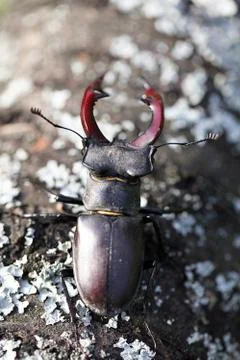 Stag beetle Stock Photos