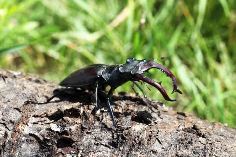 Stag beetle Stock Photos