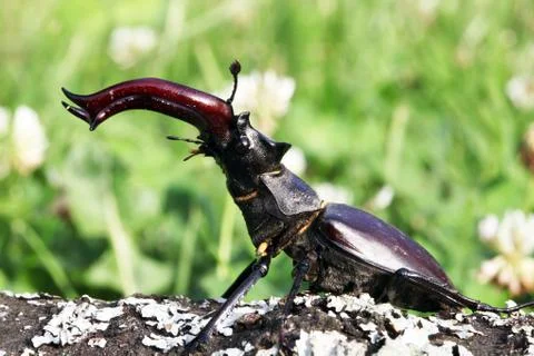 Stag beetle Stock Photos