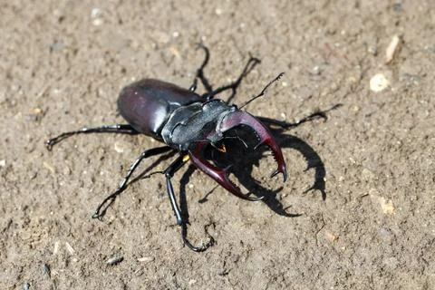 Stag beetle Stock Photos