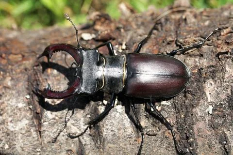 Stag beetle Stock Photos