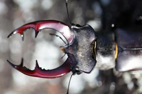 Stag beetle Stock Photos