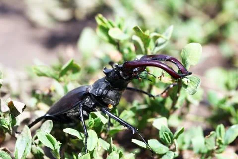 Stag beetle Stock Photos