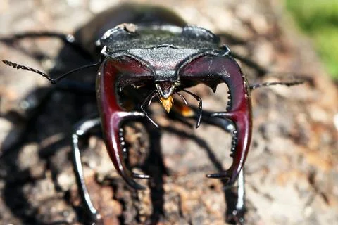 Stag beetle Stock Photos
