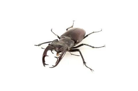 Stag-beetle Stock Photos
