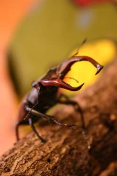 Stag beetle Stock Photos