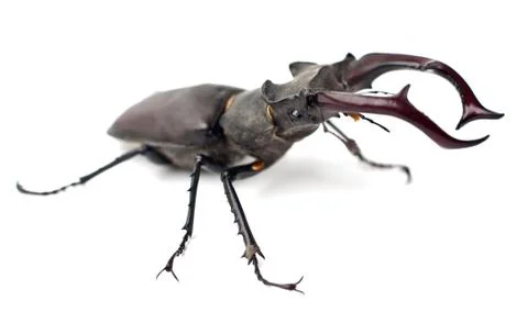 Stag beetle Stock Photos