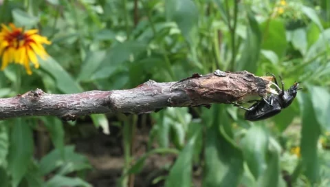 Stag Beetle preparing to fly, Lucanus cervus Stock-Footage 11359998