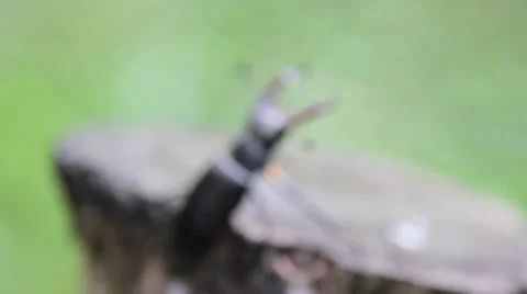 Stag beetle sitting on a tree stump.Insect stag beetle. Video stock 39823659