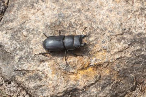 Stag beetle on a stone Foto stock
