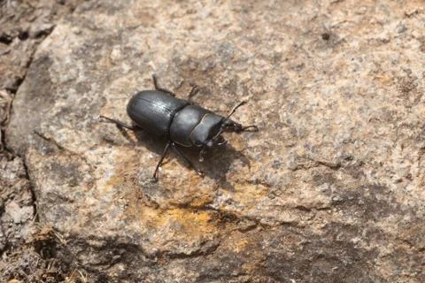 Stag beetle on a stone Stock Photos