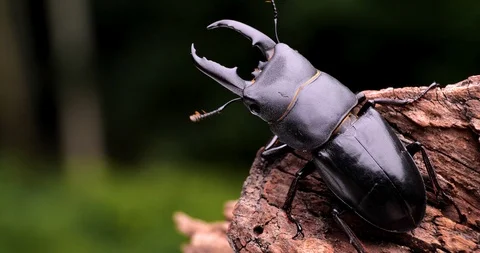 Stag beetle. Summer insects. Stock Footage 105343540