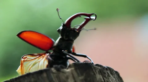 Stag beetle takes off from the trunk of the tree.Insect stag beetle. Stock Footage 39822819