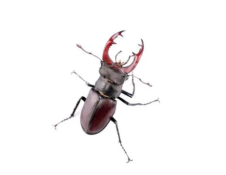 Stag beetle top view Stock Photos