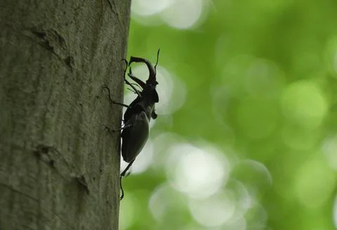 Stag beetle on tree with bokeh Stock Photos