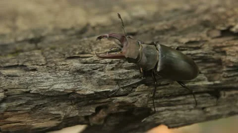 Stag beetle on a tree Stock Footage 10925864