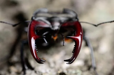 Stag beetle on a tree 库存照片