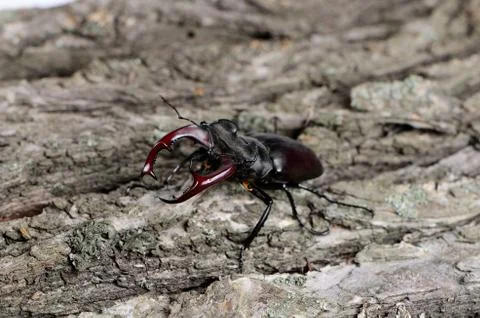 Stag beetle on a tree 库存照片