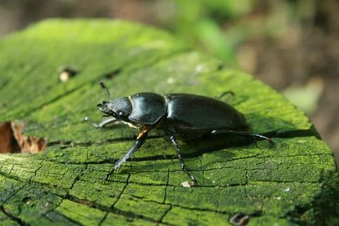 Stag beetle on tree stool Stock Photos