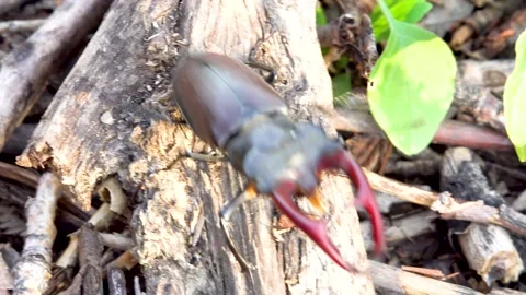Stag beetle tries to fly Stock Footage 237982864
