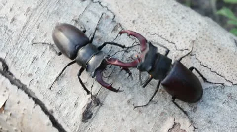 Stag Beetle Two Males Fighting Battle Видео 22206900