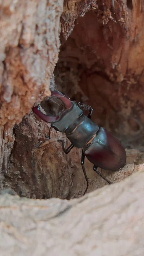 Stag Beetle uses its enlarged mandibles as it delves into soft, rotten remnants 動画素材 346396254